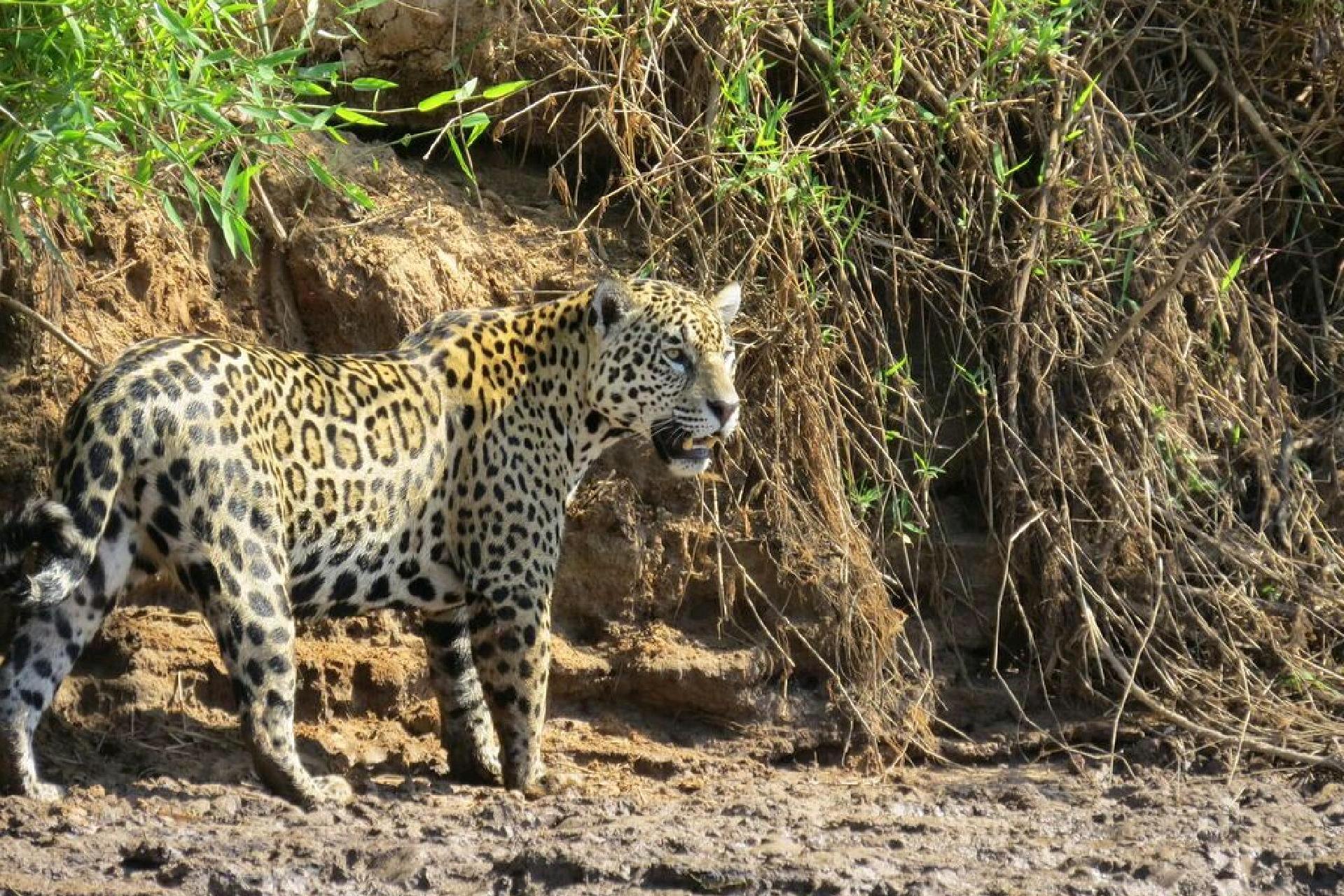 jaguar pantanal