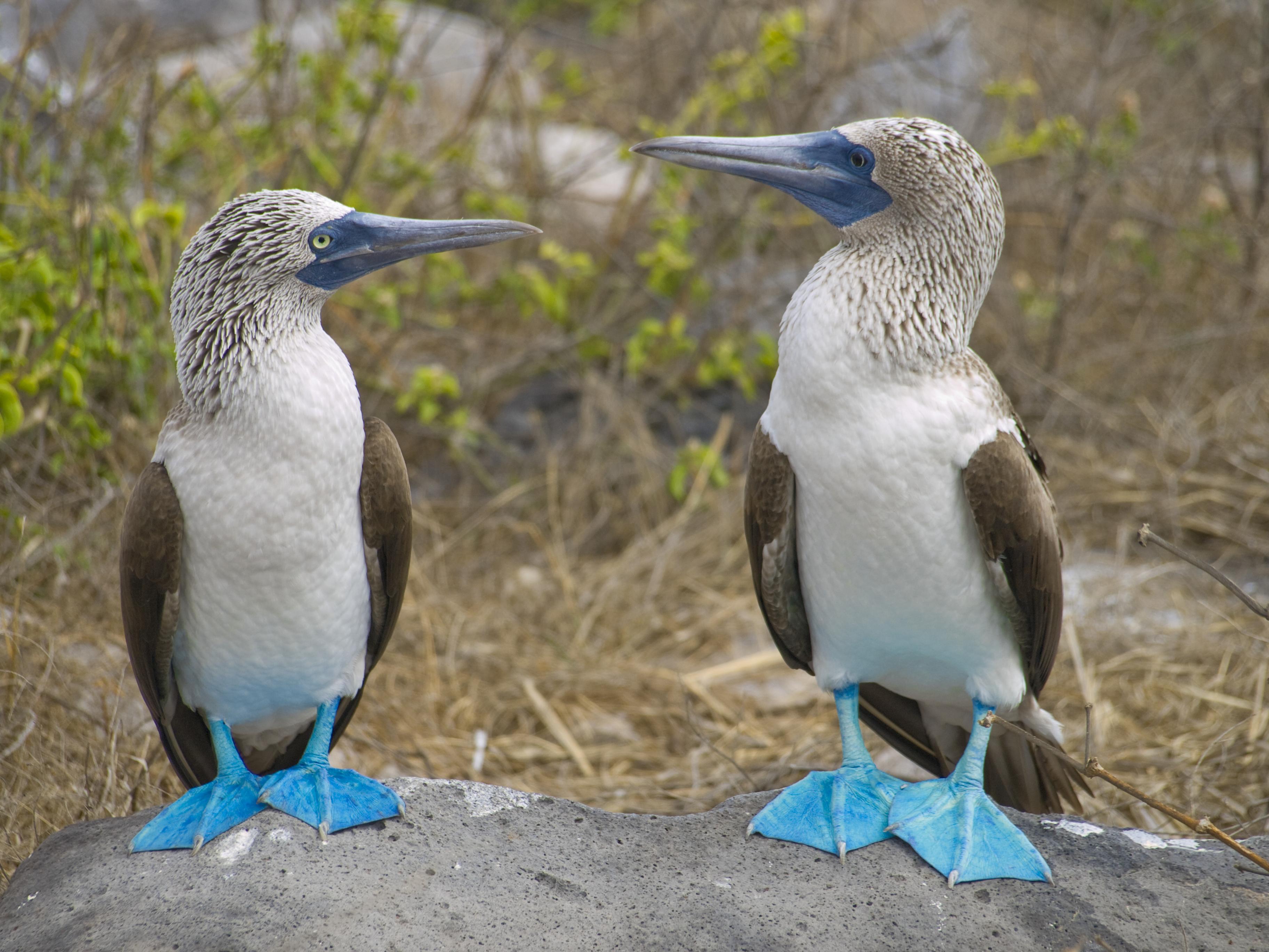 BLUE FOOTED BOOBIES