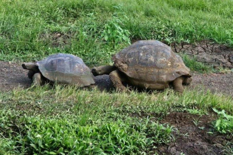 Riesenschildkröte Galapagos