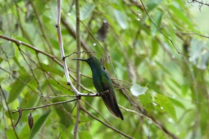 MINCA KOLIBRI