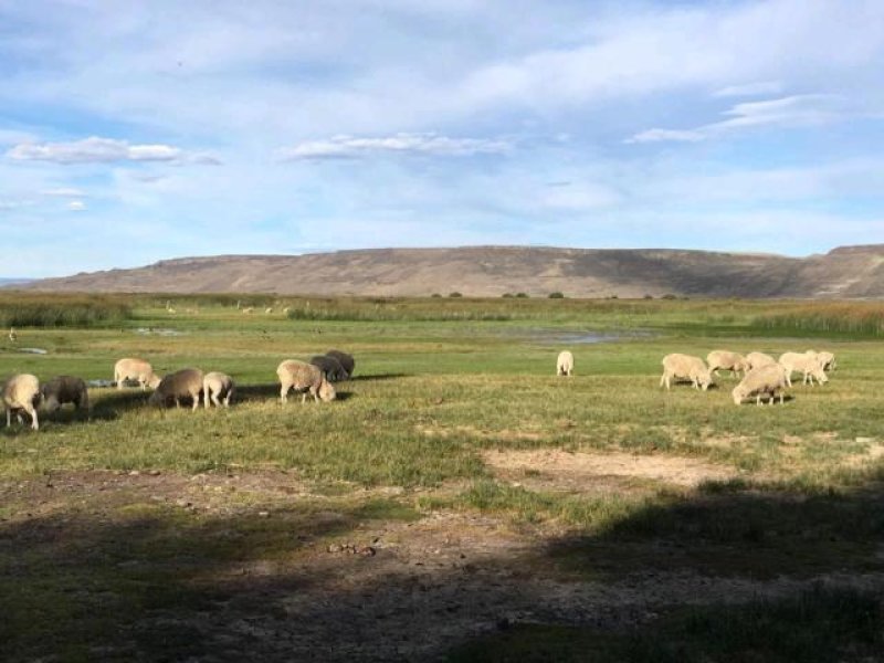 ESTANCIA LA ANGOSTURA SCHAFE