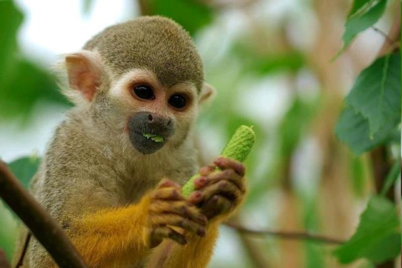 MANUEL ANTONIO AFFE