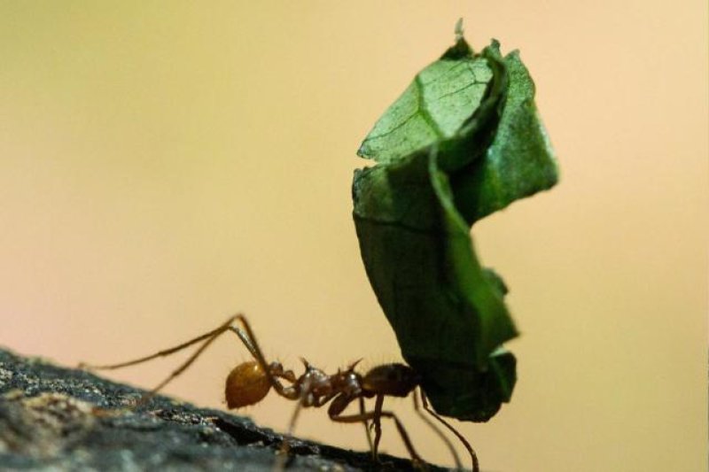 COSTA RICA AMEISE