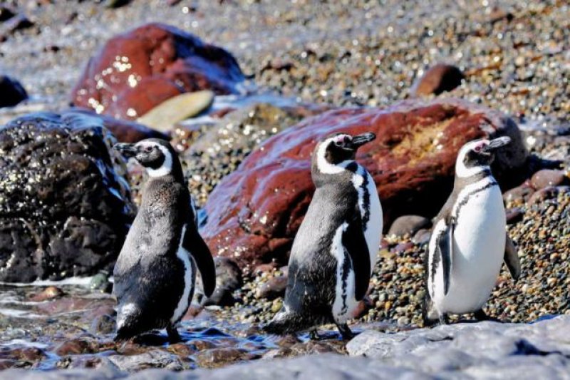 PINGUINE VALDES