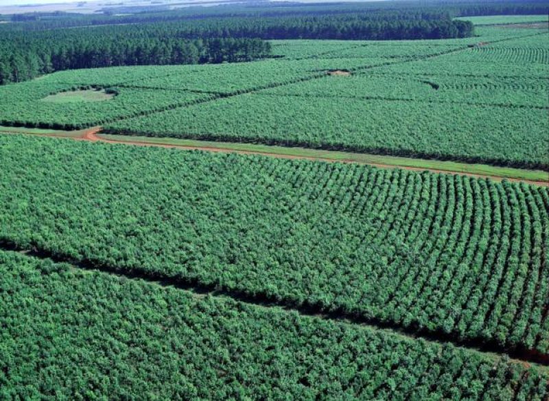 yerba mate plantage