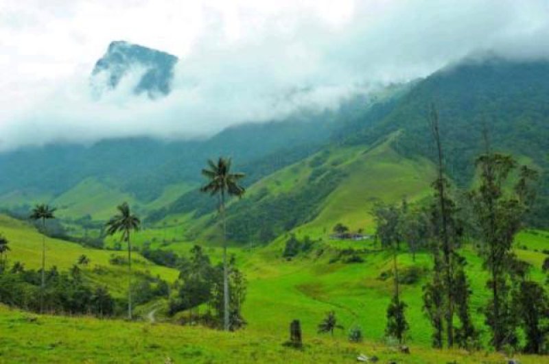 cocora tal