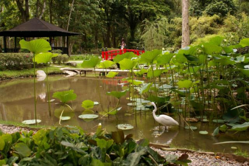 rio botanischer garten teich