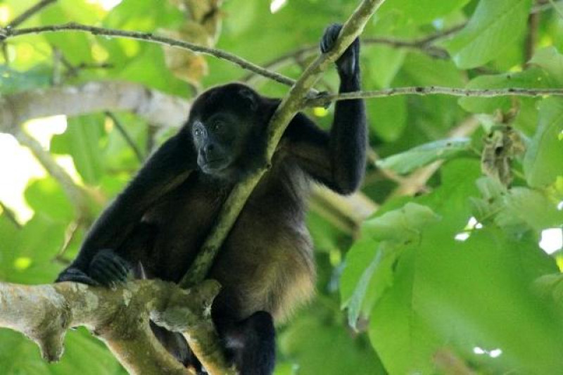 CAHUITA NP