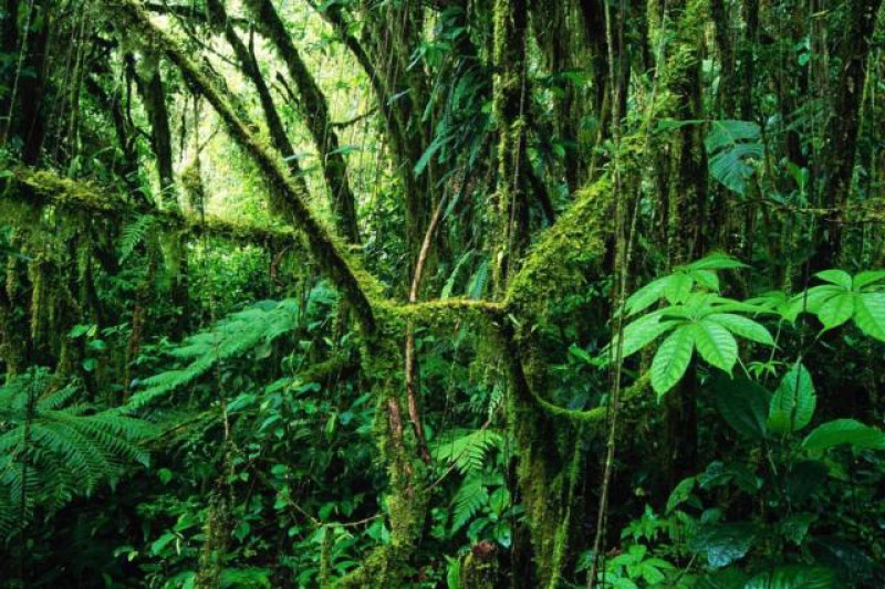 MONTEVERDE