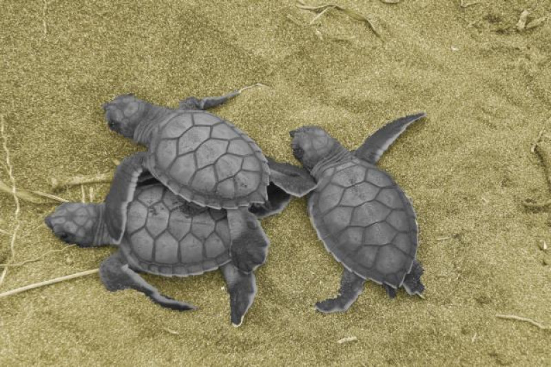 TORTUGUERO