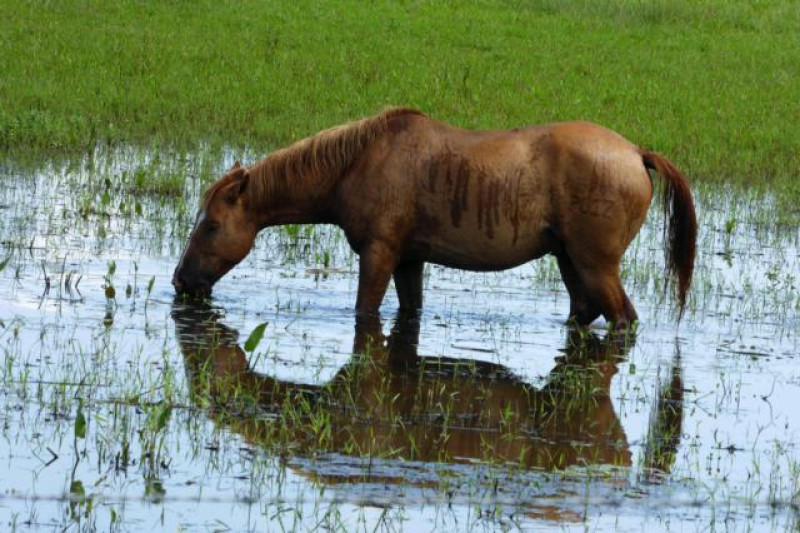 PFERD PANTANAL