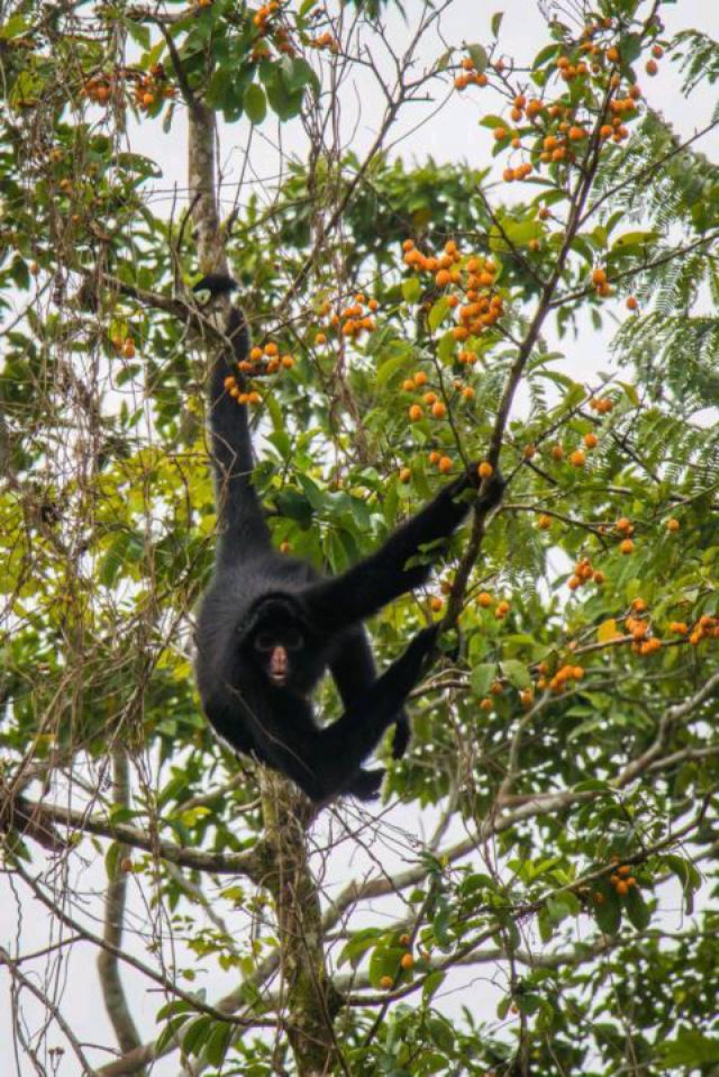 affe amazonas