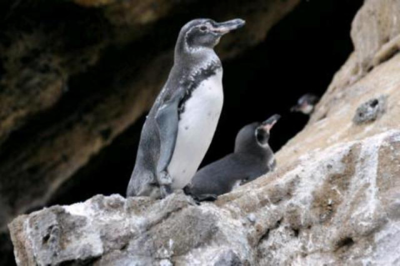 galapagos pinguin
