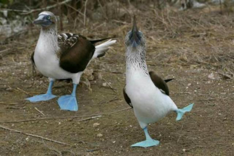 blue footed boobies