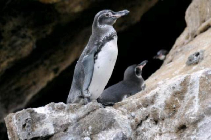 PINGUIN