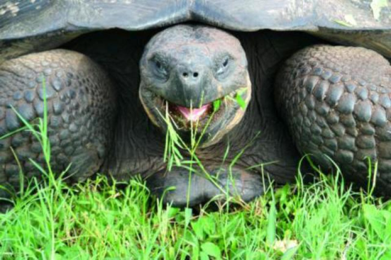 RIESENSCHILDKRÖTE