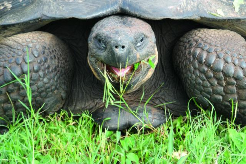 Riesenschildkröte Galapagos