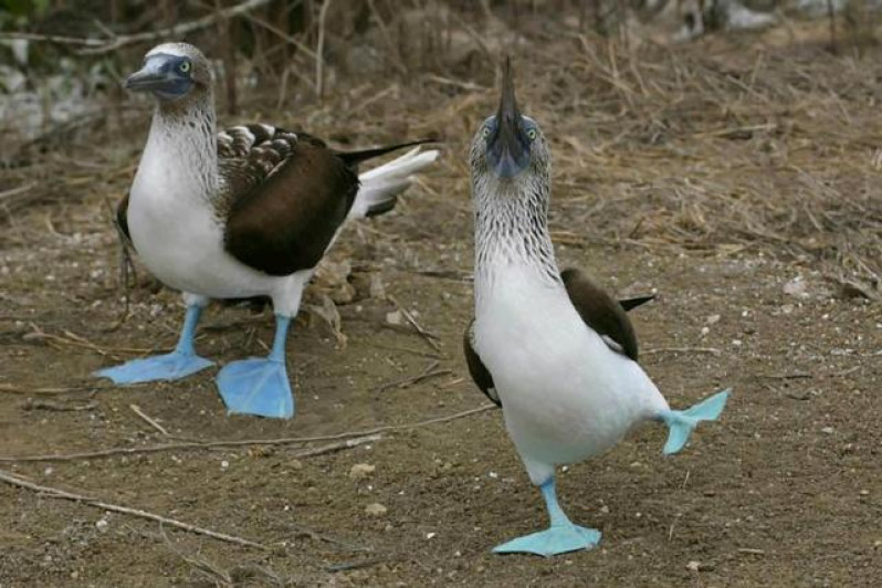 BLUE FOOTED BOOBIE