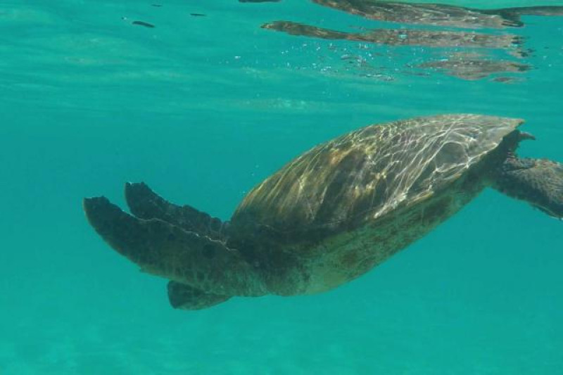 MEERESSCHILDRÖTE GALAPAGOS