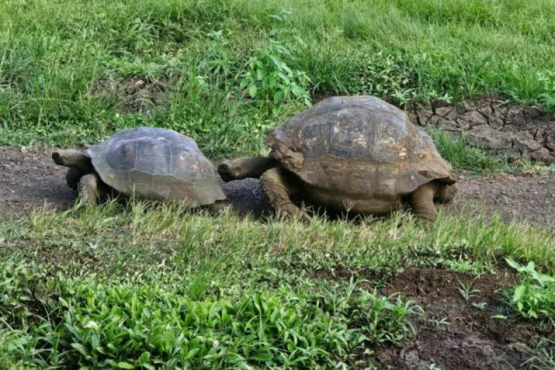 Riesenschildkröte Galapagos