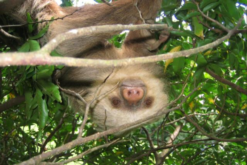 SARAPIQUI SLOTH
