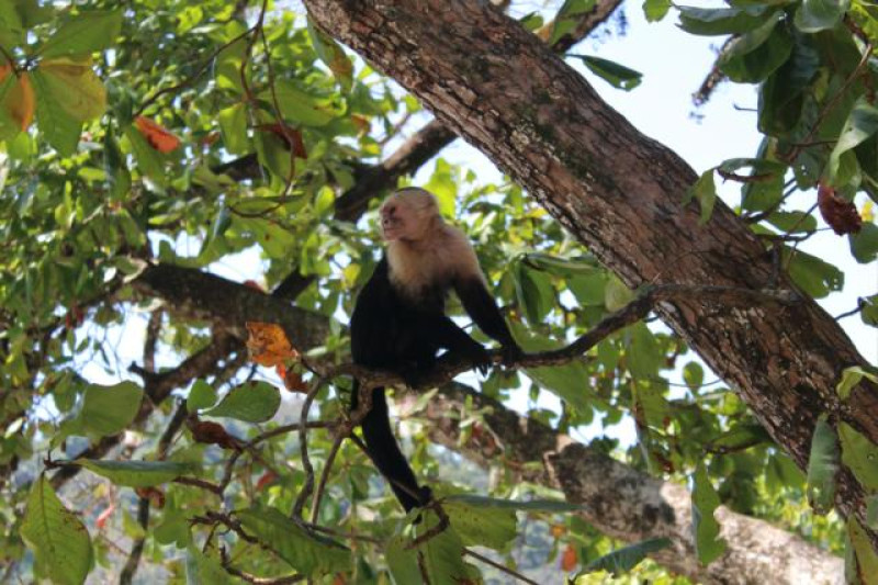 COSTA RICA KAPUZINERAFFE