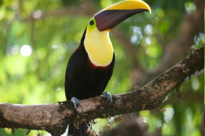 COSTA RICA TUCAN
