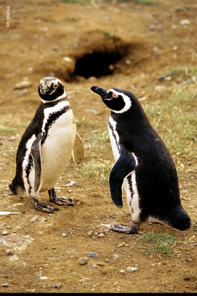 MAGELLAN PINGUINE