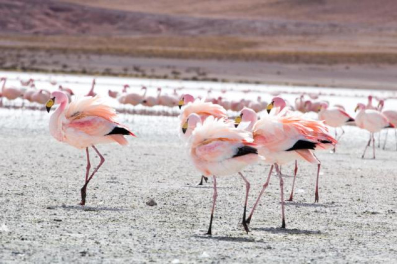 UYUNI FLAMINGOS
