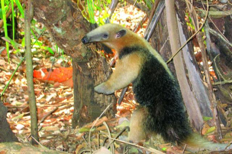 AMEISENBÄR PANTANAL