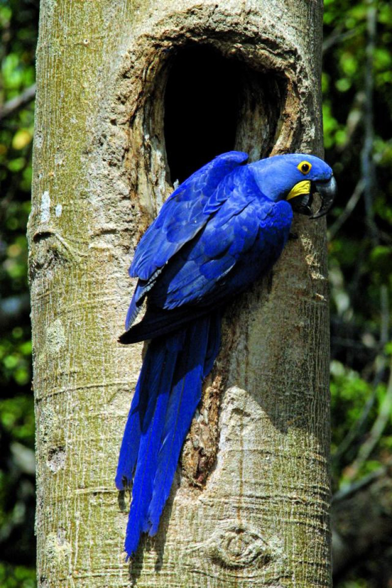 PAPAGEIEN LAGOA AZUL