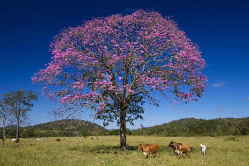 BONITO BAUM ROSA
