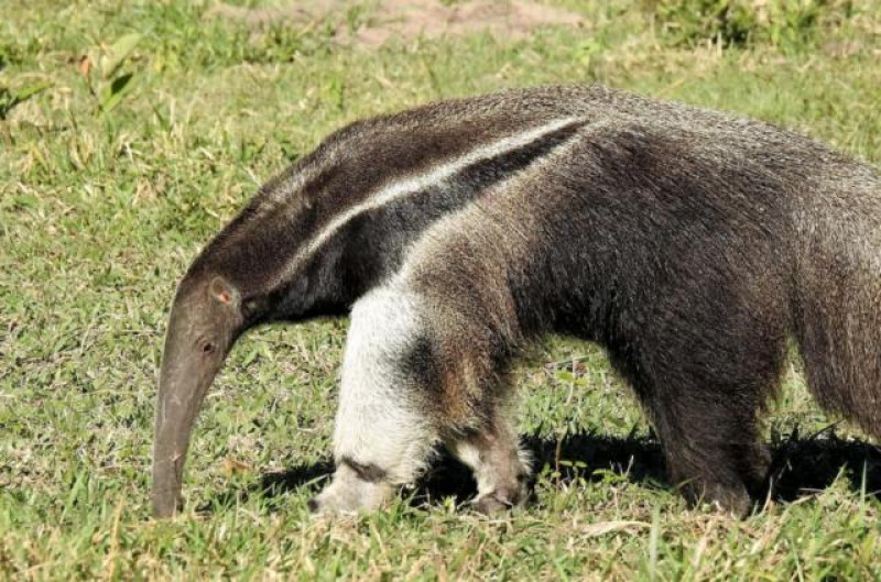 AMEISENBÄR BARRANCO ALTO