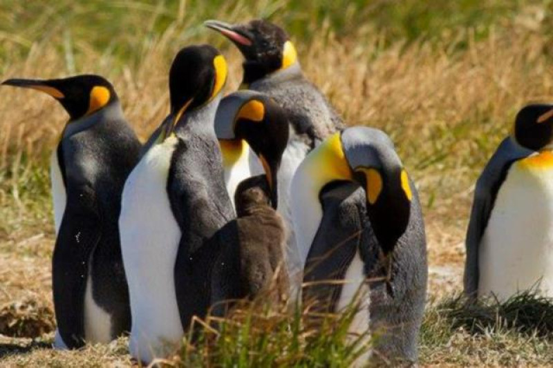 KÖNIGSPINGUIN
