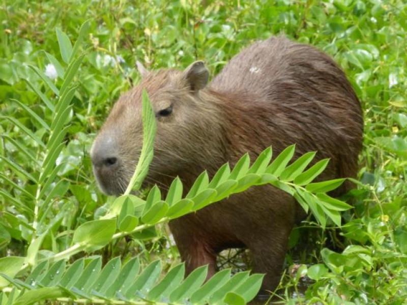 CAPIBARA AURORA
