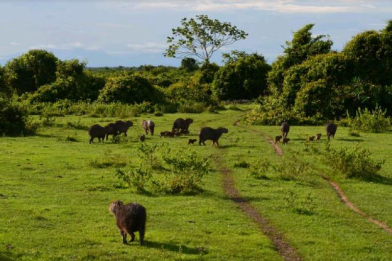 LLANOS CHIGUIRE