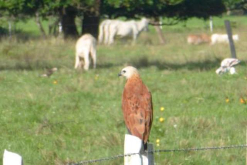 LLANOS VOGEL