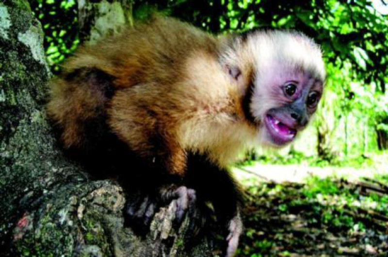 MADIDI AFFE