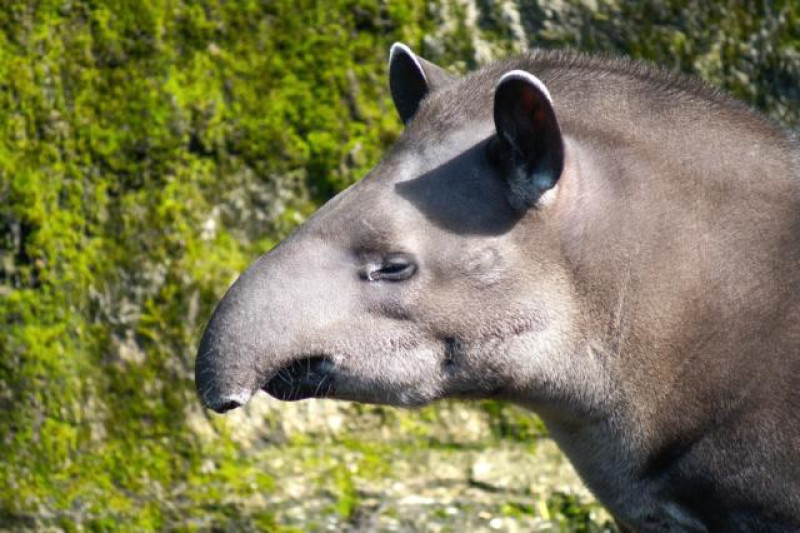 TAPIR MANU