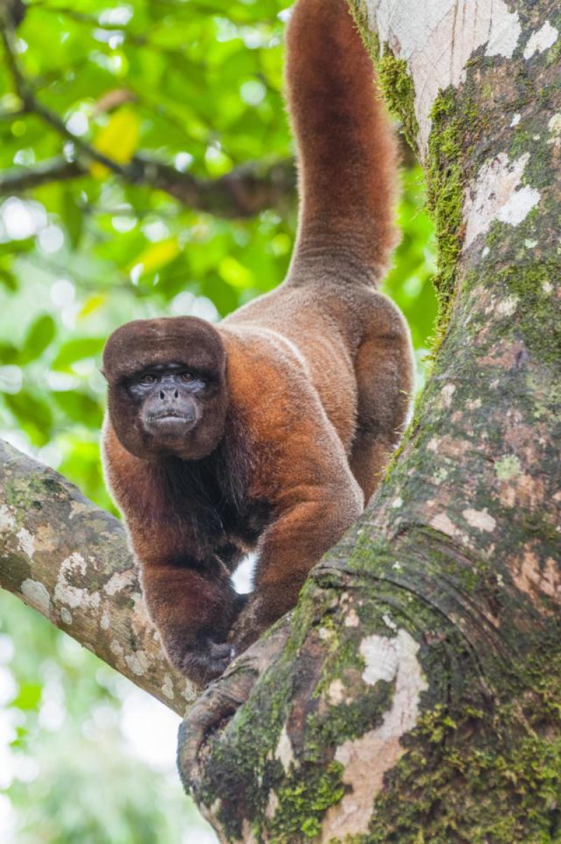 WOOLEY MONKEY MANU