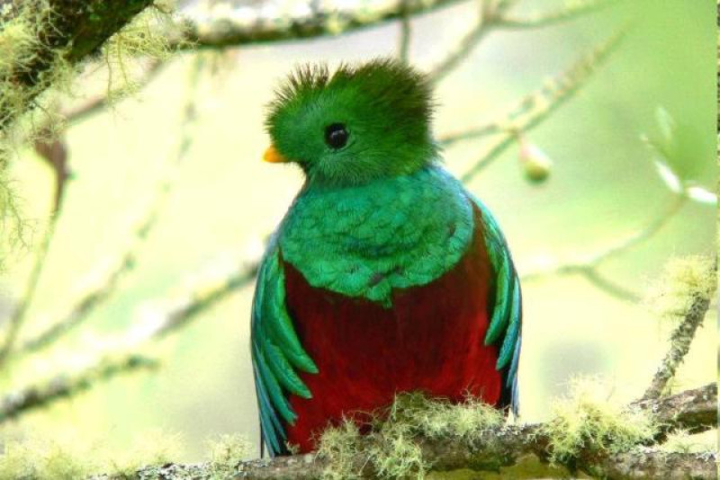 COSTA RICA QUETZAL