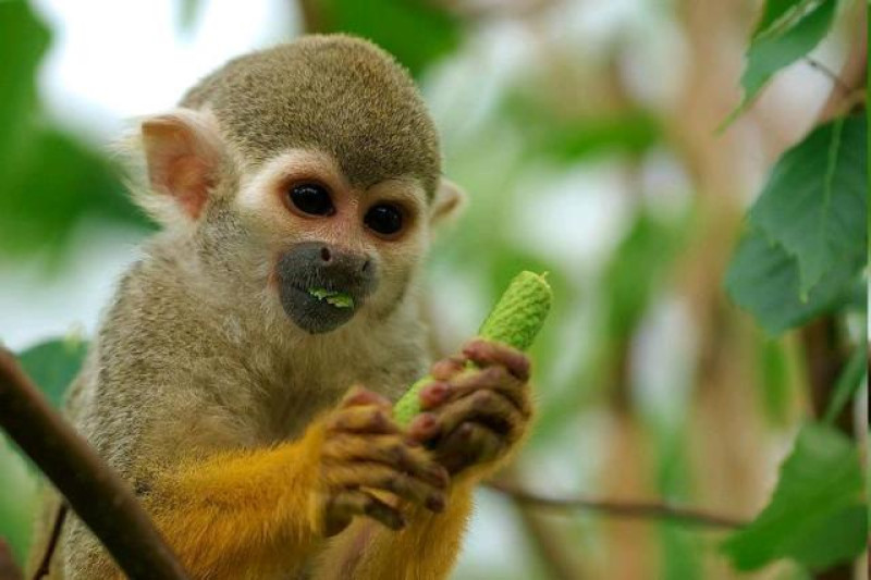MANUEL ANTONIO AFFE
