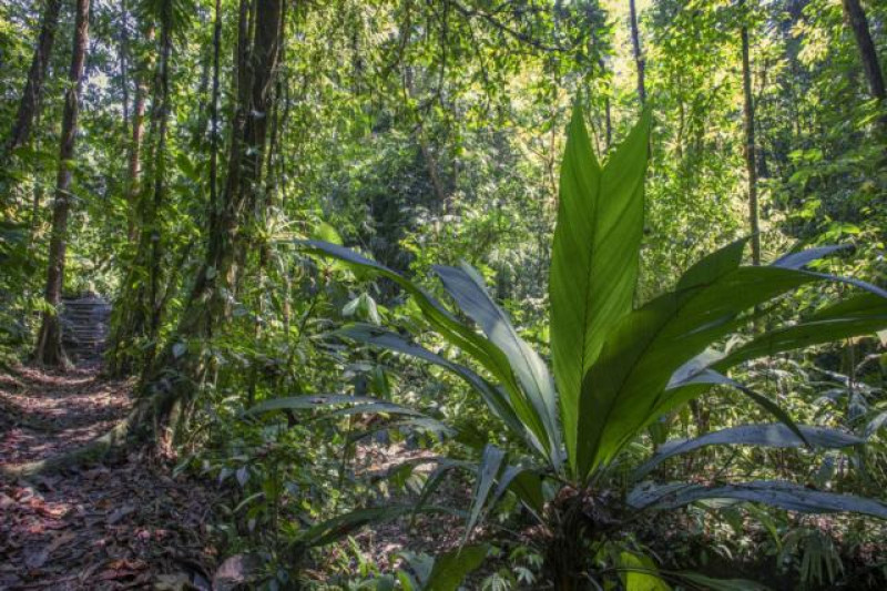 ESQUINAS RAINFOREST