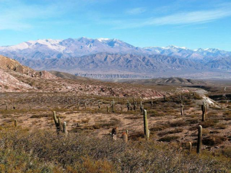 CARDONES NP