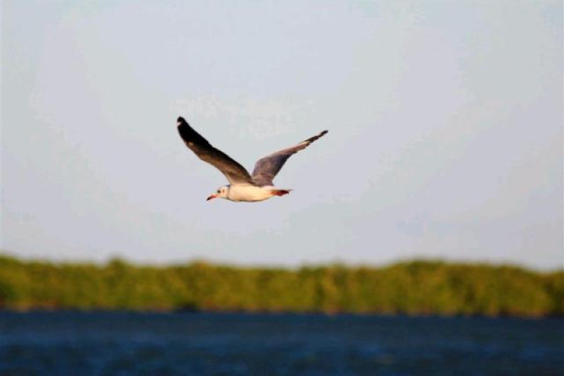 brasilien galinhos vogel