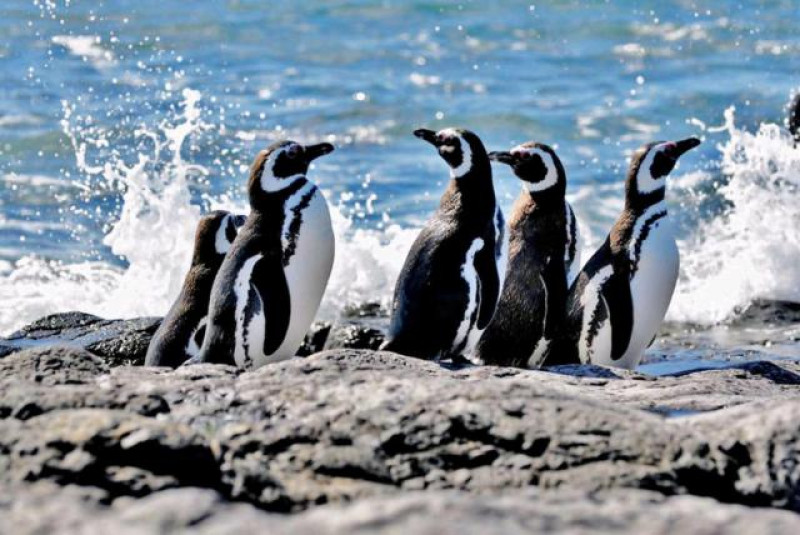VALDES PINGUINE