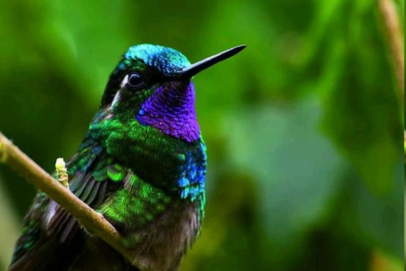 COSTA RICA KOLIBRI
