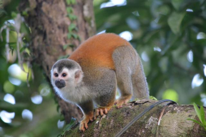 MANUEL ANTONIO AFFE