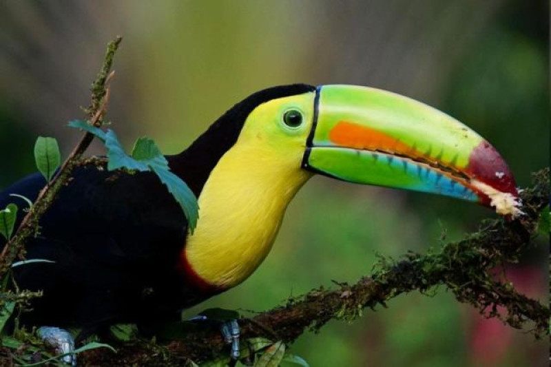 COSTA RICA TUKAN