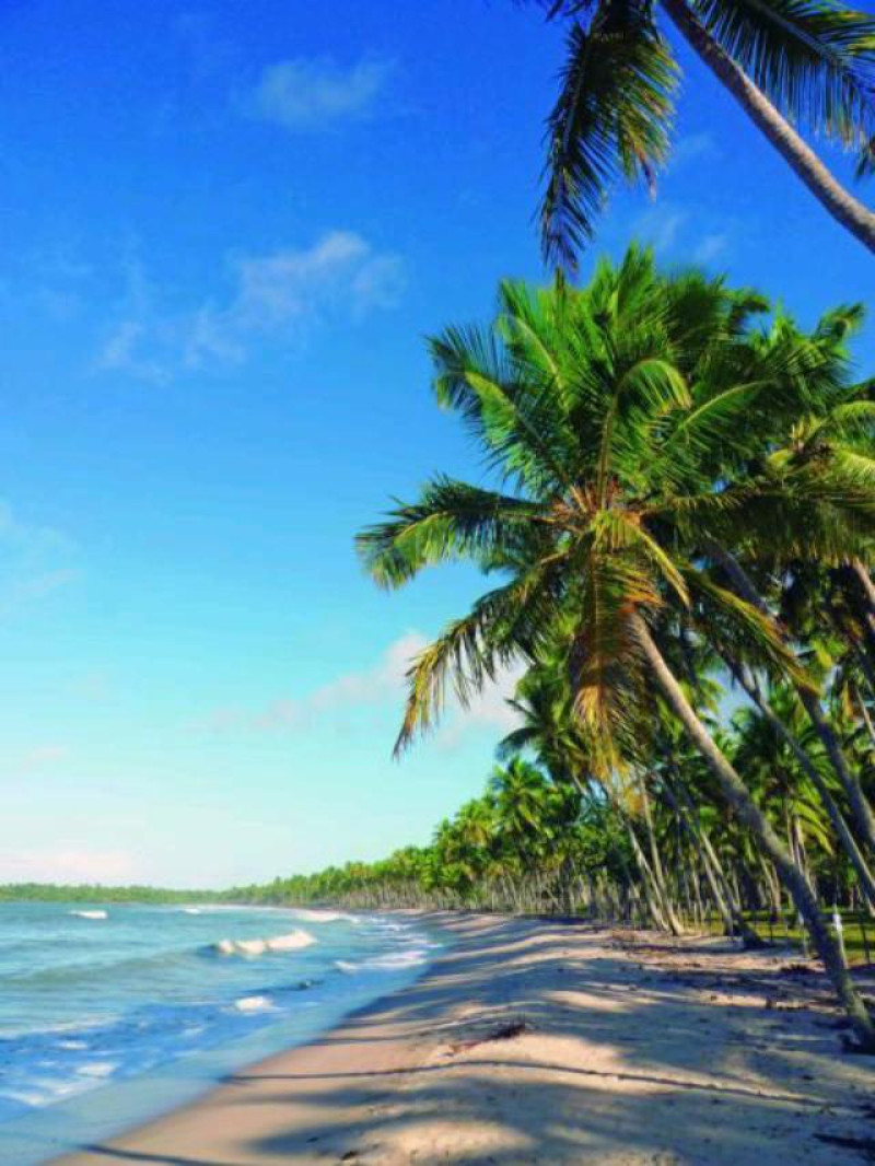 brasilien mangue seco palme